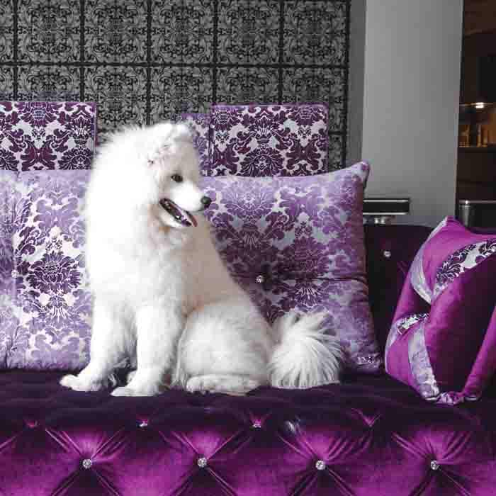 Hydra Dog Shampoos and Conditioners