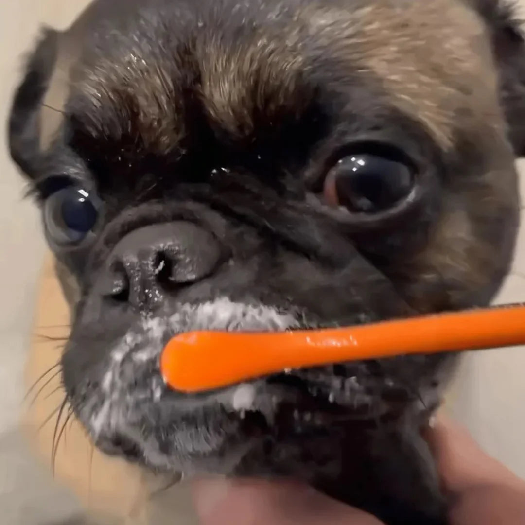 Brushmate Toothpaste Bacon Cheese 2.5oz by Paw Ready