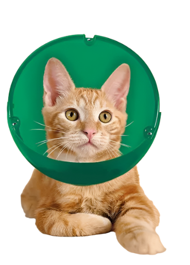 Buy soft collar for cats Best Sale