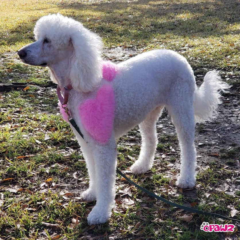 opawz permanent dog hair dye charm pink