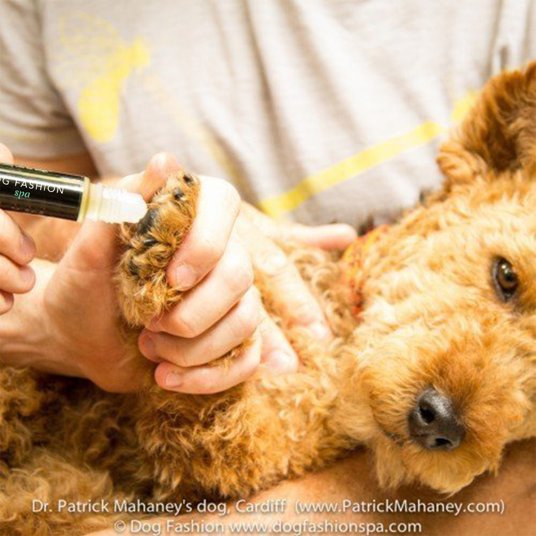 Dog Paw Nose Moisturizer by Dog Fashion Spa