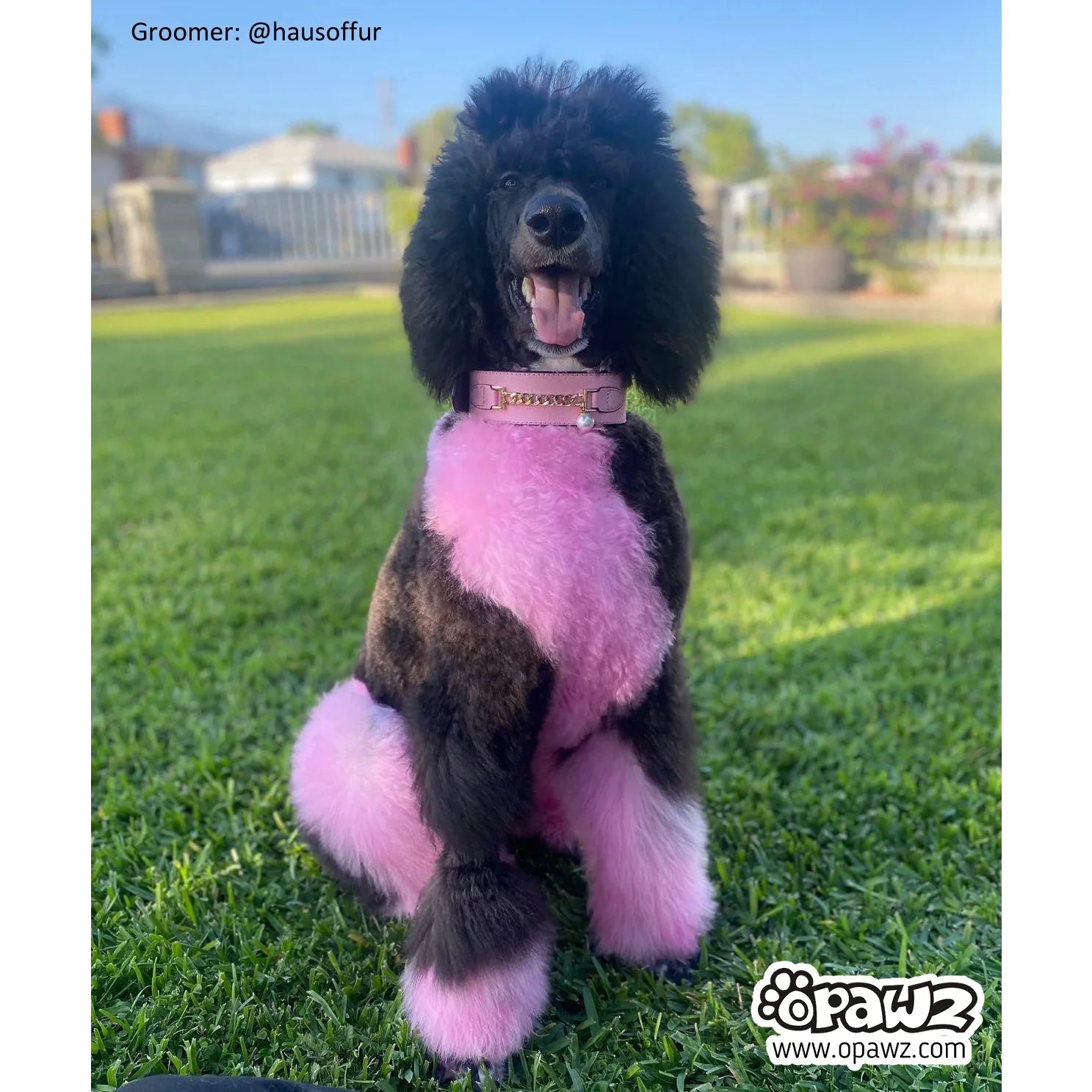 opawz permanent dog hair dye charm pink