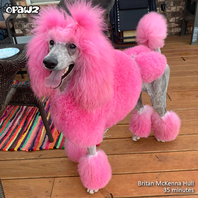 Toy Pink Poodle Pet Salon Skimming Me Softly Dog Grooming Course