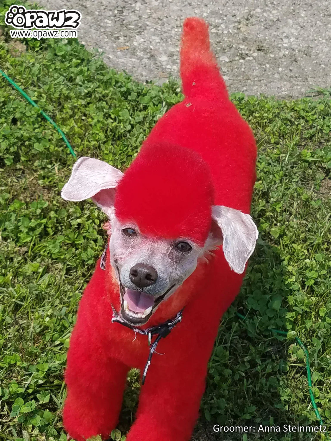 opawz permanent dog hair dye hot red