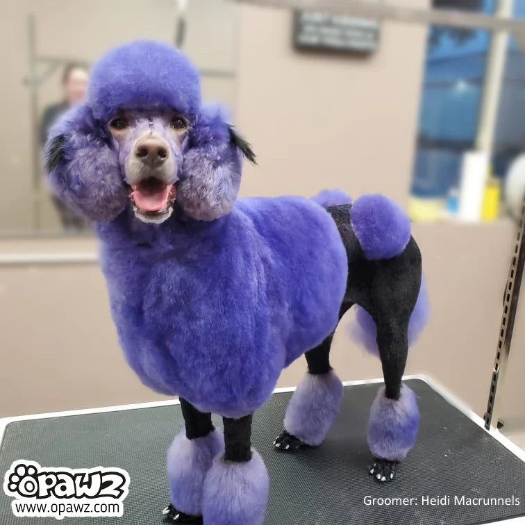opawz permanent dog hair dye indigo purple