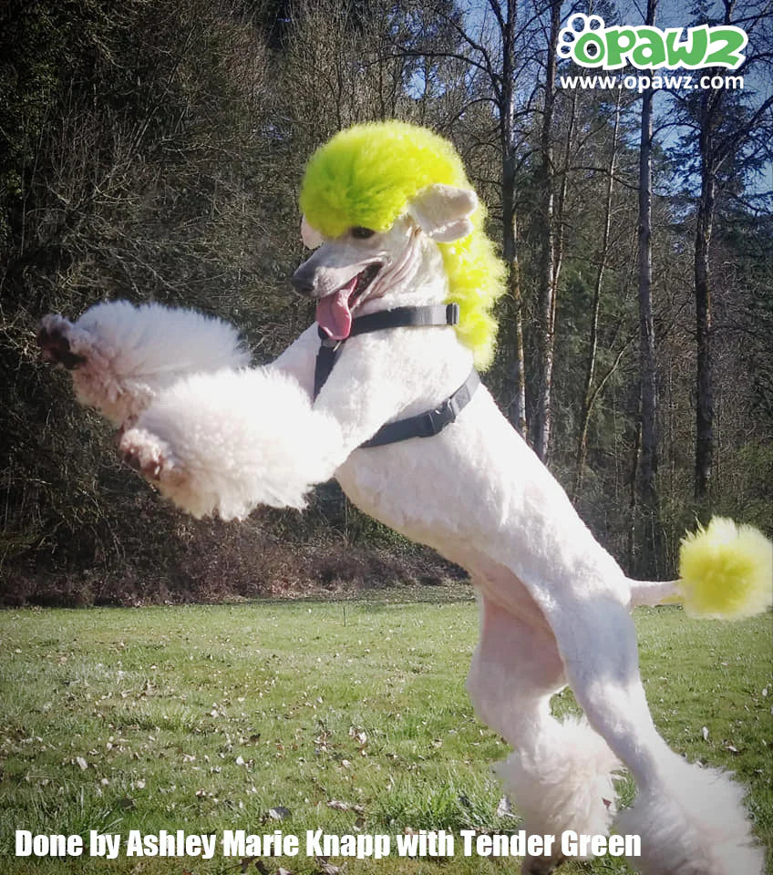 Poodle Hair Dye Permanent Dog Hair Dye Tender Green 8oz By Opawz