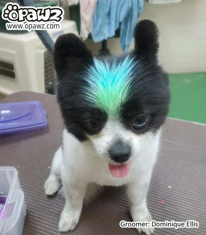 opawz temporary color paste