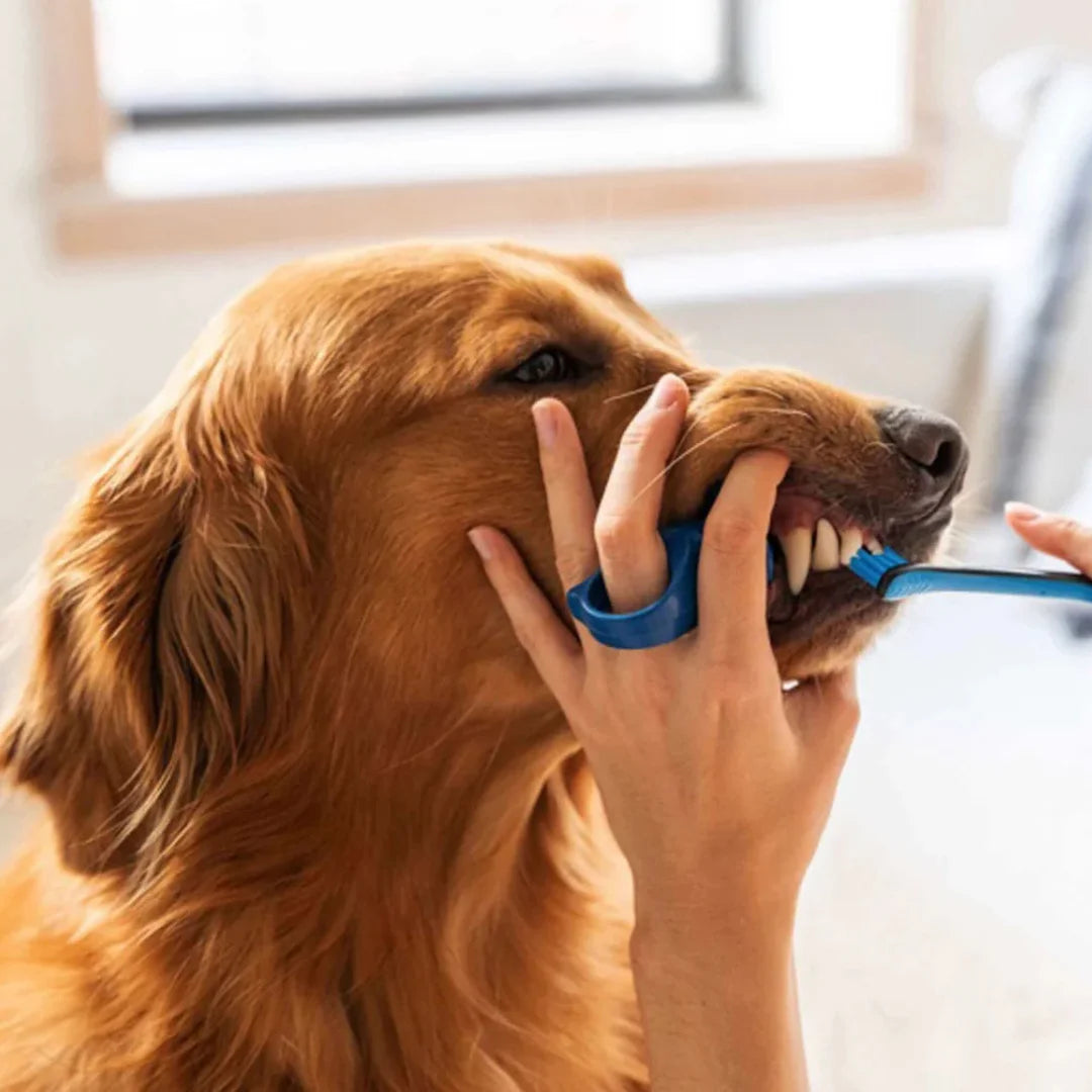 paw-ready-blue-brushmate-premium-toothbrush-with-biteblock