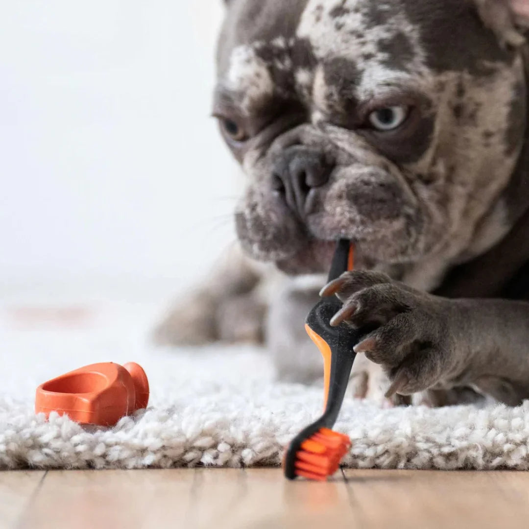 paw-ready-orange-brush-mate-premium-toothbrush-with-biteblock