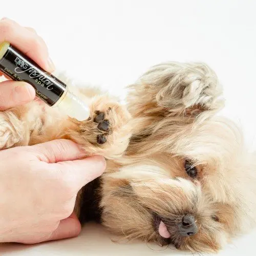Dog Paw + Nose Moisturizer by Dog Fashion Spa