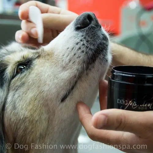 Antibiotic-Free Gentle Eye Pads by Dog Fashion Spa