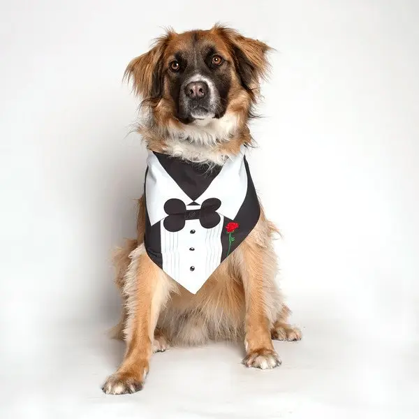 Tuxedo With Rose Wedding Dog Bandana by Dog Fashion Living