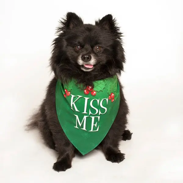 Kiss Me Holiday Dog Bandana by Dog Fashion Living
