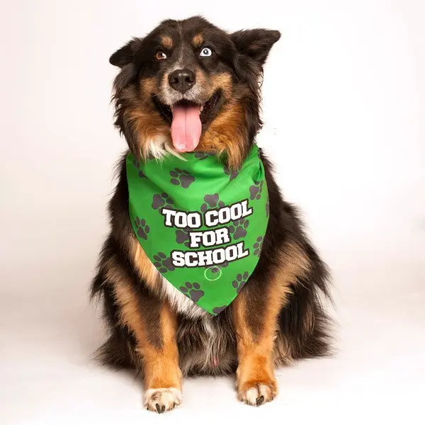 Too Cool For School Bandana by Dog Fashion Living