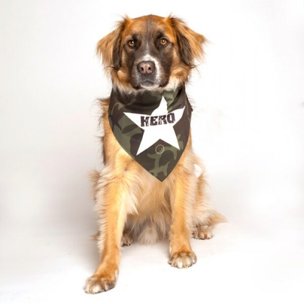 dog fashion living hero dog military bandana