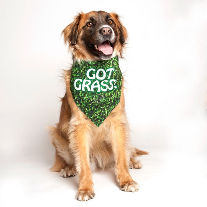 dog fashion living got grass bandana