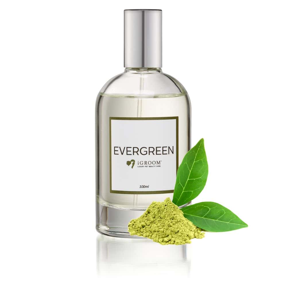igroom perfume evergreen