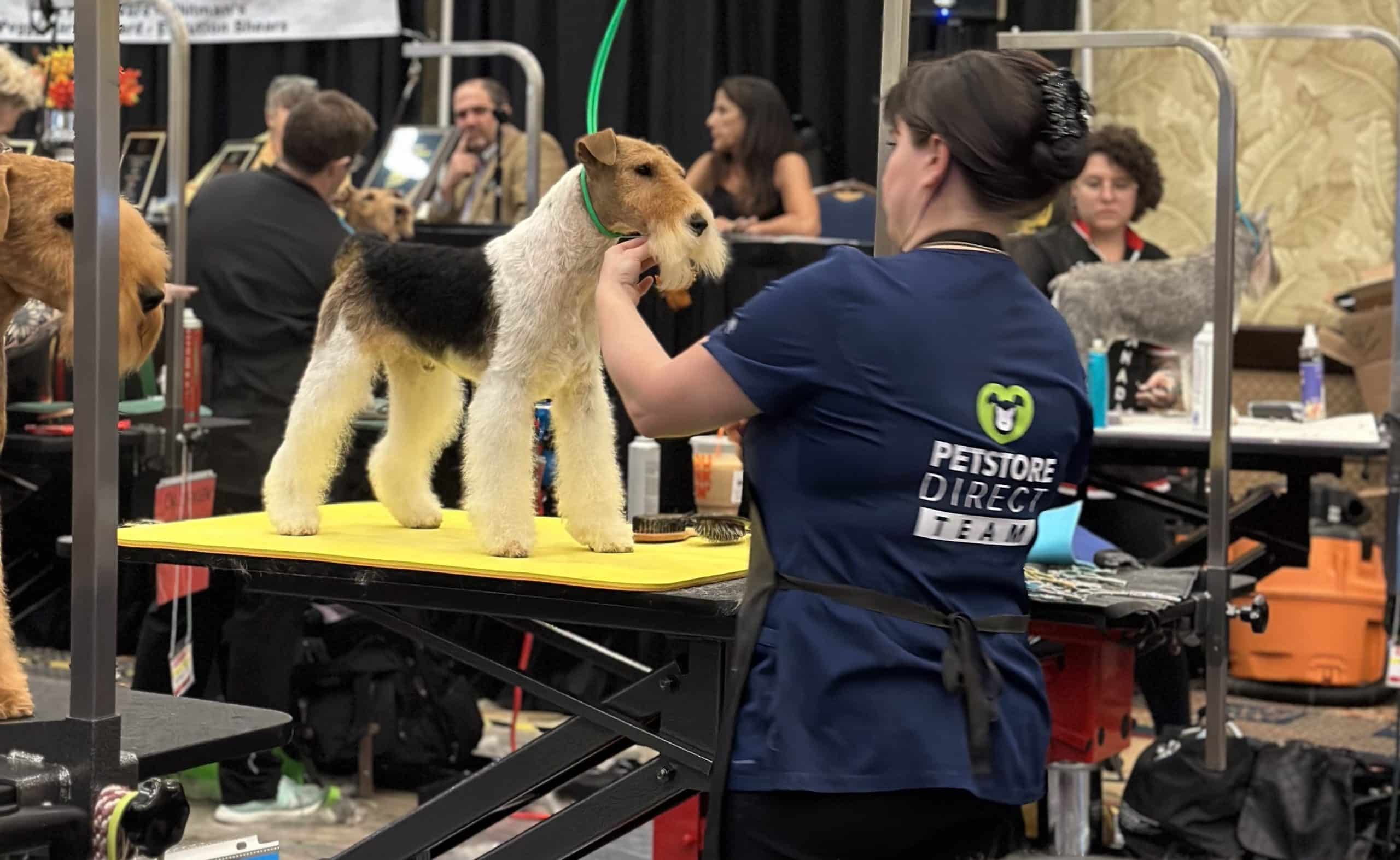 dog grooming competition groom south